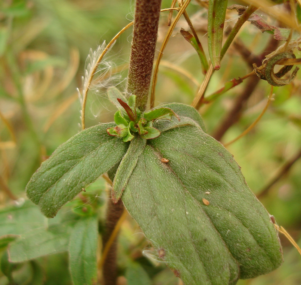 Изображение особи Epilobium parviflorum.