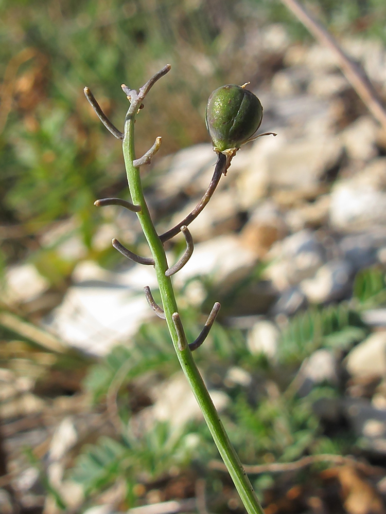 Image of Prospero autumnale specimen.