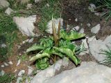 Arum palaestinum. Цветущее растение. Израиль, горный массив Хермон. 02.06.2011.
