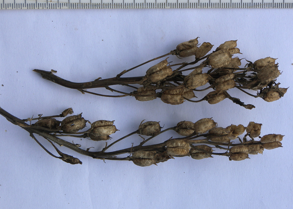 Image of Delphinium flexuosum specimen.