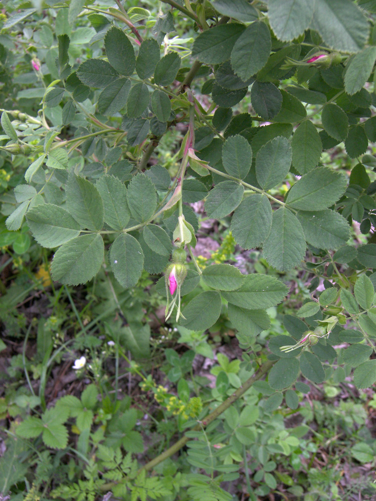 Изображение особи Rosa prokhanovii.