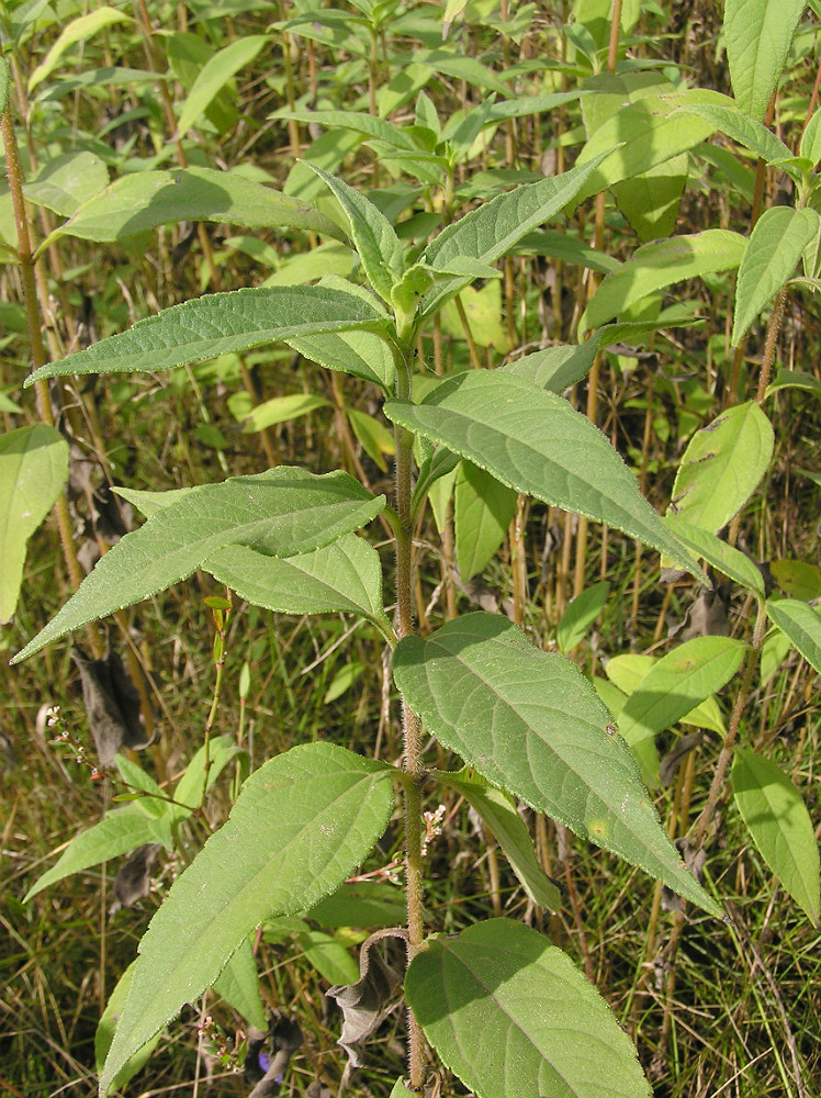 Изображение особи Helianthus tuberosus.