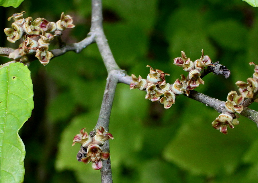 Image of Hamamelis vernalis specimen.