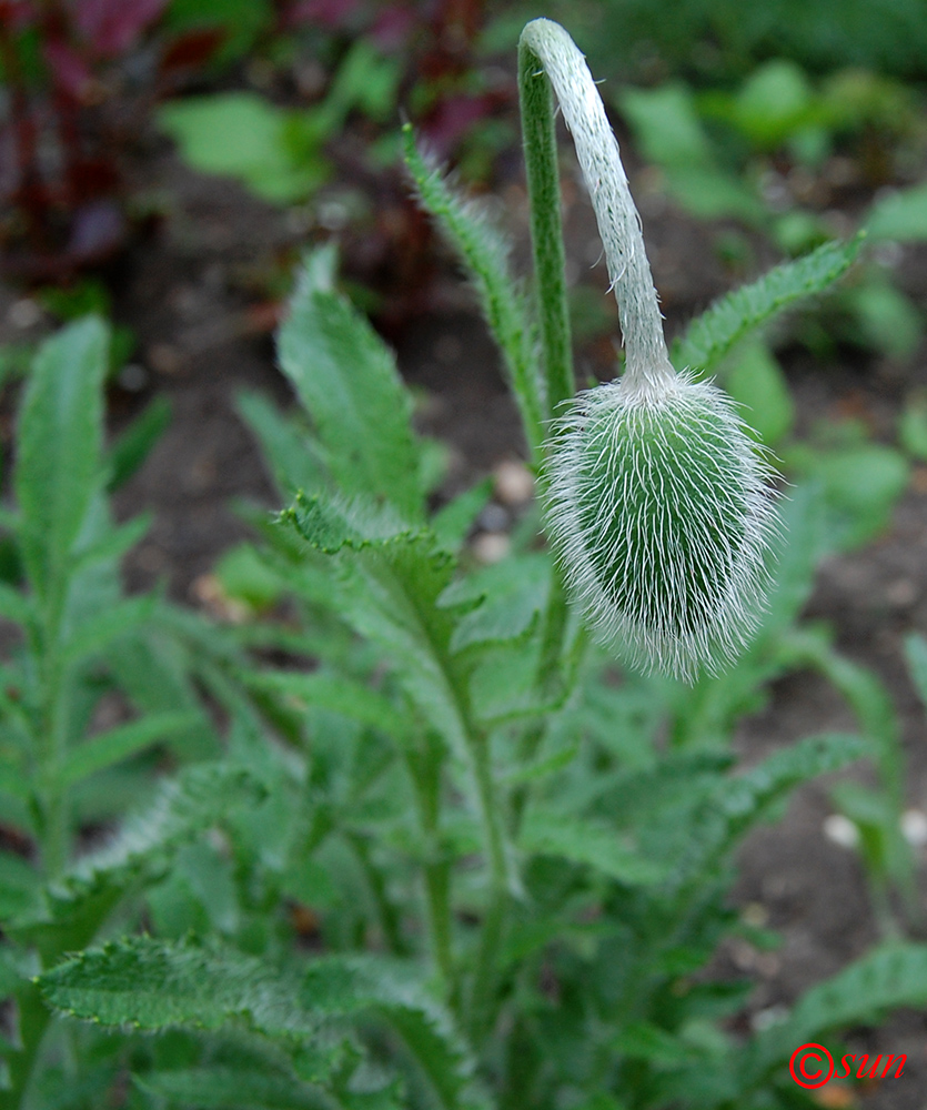 Image of Papaver orientale specimen.