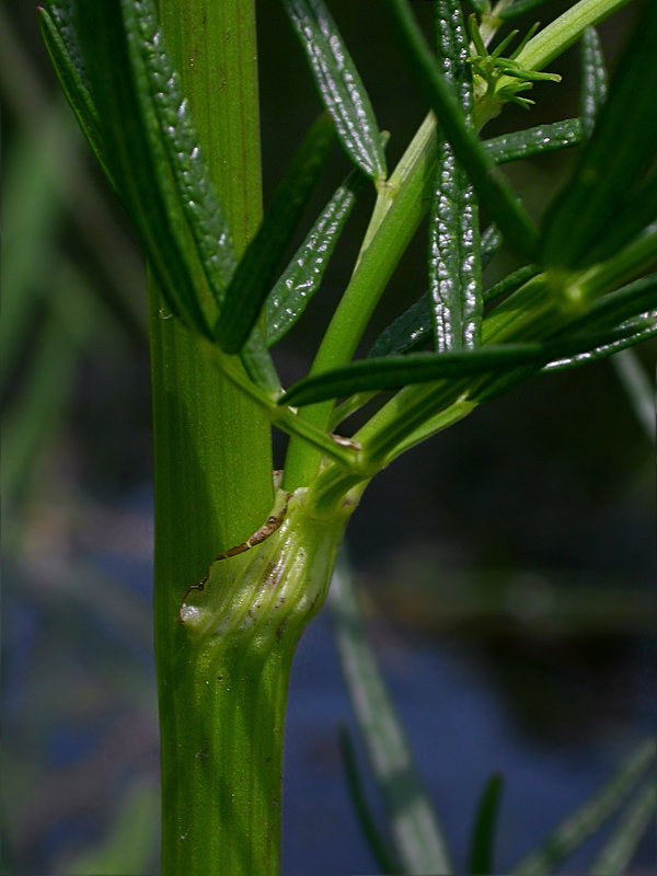 Image of Thalictrum lucidum specimen.