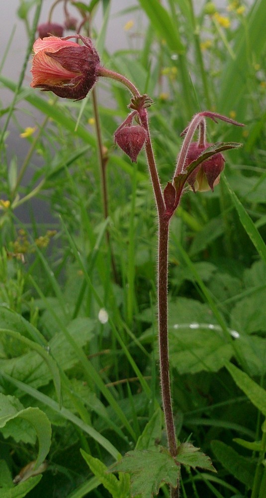 Изображение особи Geum rivale.