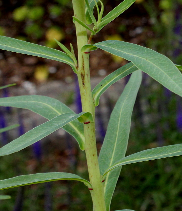 Изображение особи Euphorbia lucida.