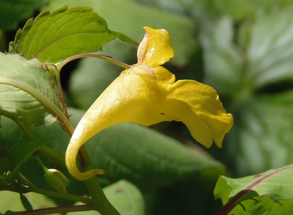 Image of Impatiens noli-tangere specimen.