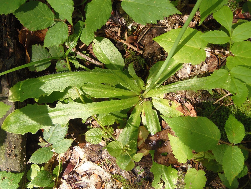 Image of Hypochaeris radicata specimen.