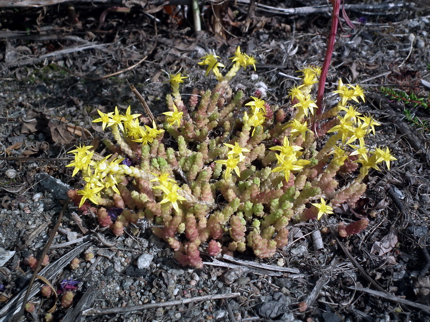 Image of Sedum acre specimen.