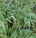 Heracleum sibiricum. Листья. Мурманская обл., Североморский р-н, пгт Росляково. 31.07.2014.