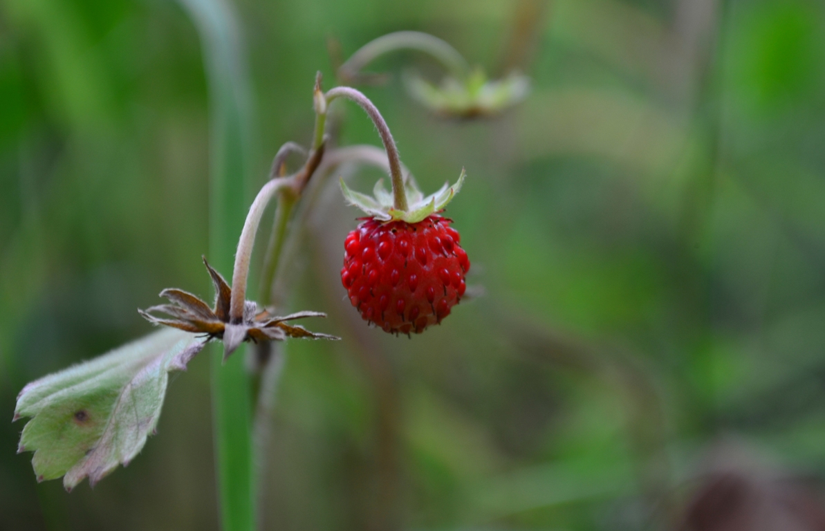 Image of Fragaria vesca specimen.