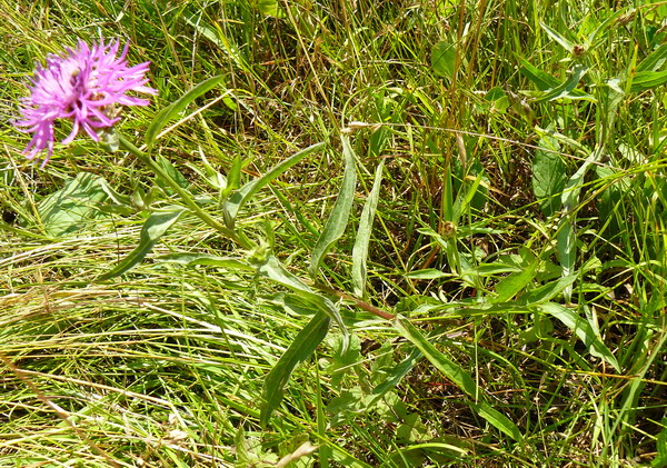 Image of Centaurea jacea specimen.