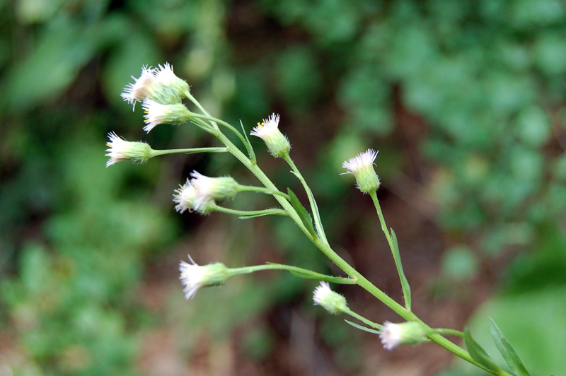 Image of Erigeron politus specimen.