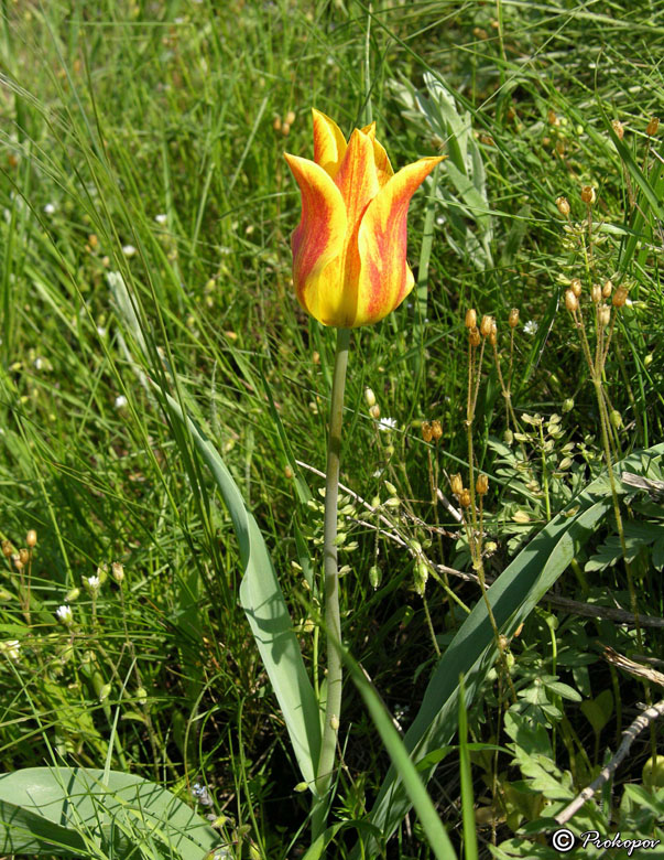 Image of Tulipa suaveolens specimen.