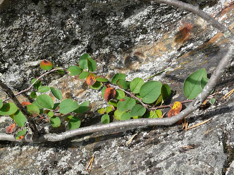 Image of Cotoneaster &times; antoninae specimen.