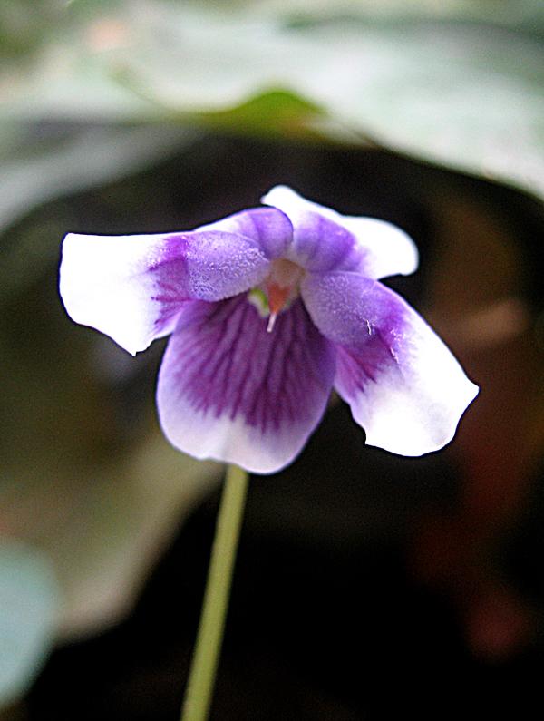 Image of Viola hederacea specimen.