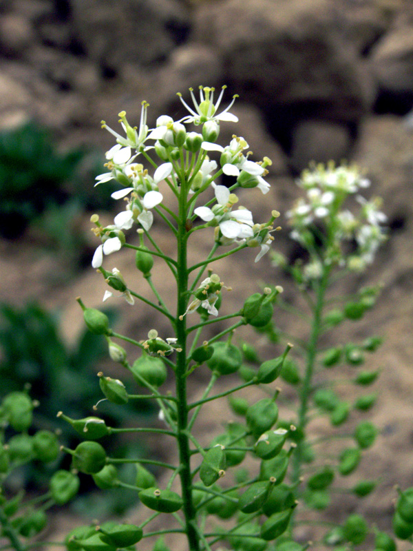 Image of Cardaria repens specimen.