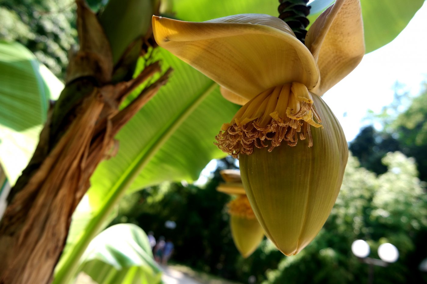 Image of Musa basjoo specimen.