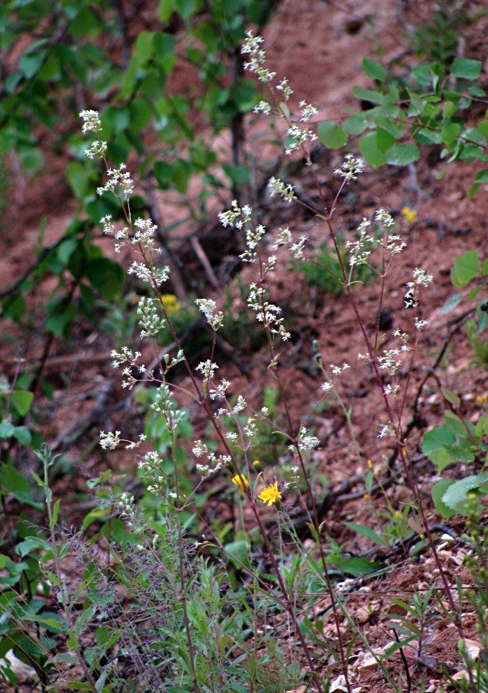 Image of Silene polaris specimen.