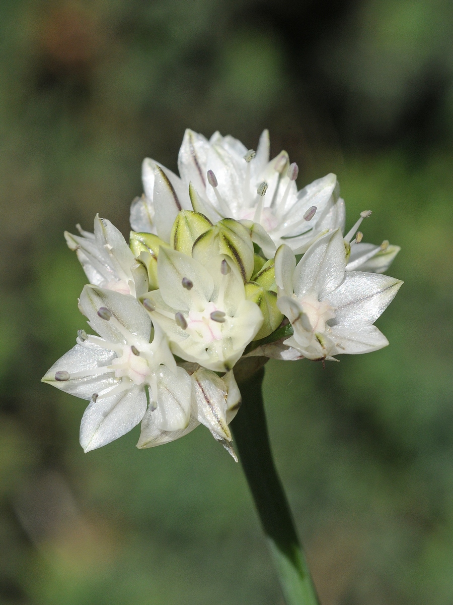 Image of Allium haematochiton specimen.