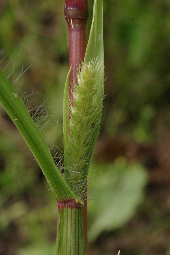 Image of Setaria pumila specimen.