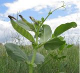 Vicia narbonensis. Верхушка отцветающего и плодоносящего растения. Краснодарский край, Темрюкский р-н, мыс Железный Рог, приморский обрывистый глинистый склон. 09.05.2015.