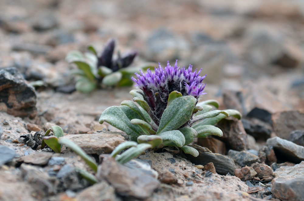 Изображение особи Saussurea glacialis.