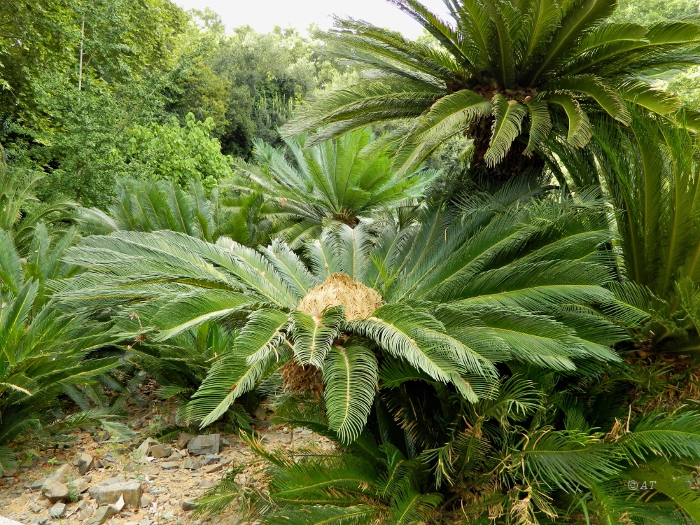 Image of Cycas revoluta specimen.