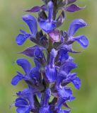 Salvia deserta