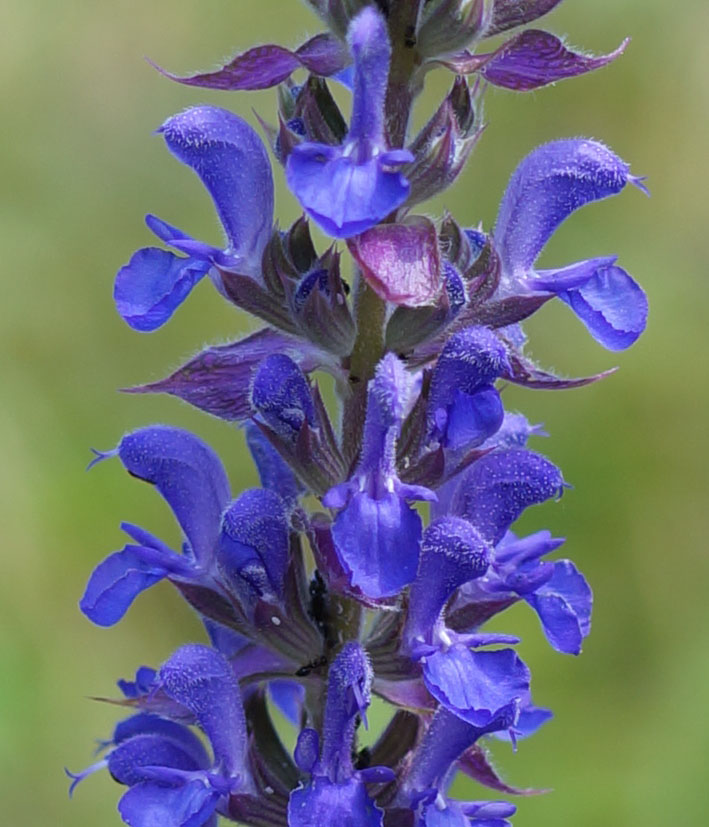 Image of Salvia deserta specimen.