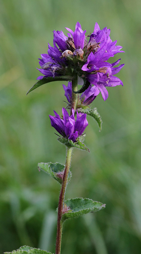 Image of Campanula glomerata specimen.