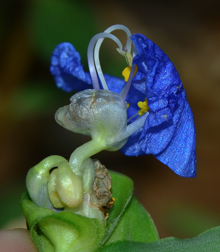 Image of Commelina erecta specimen.