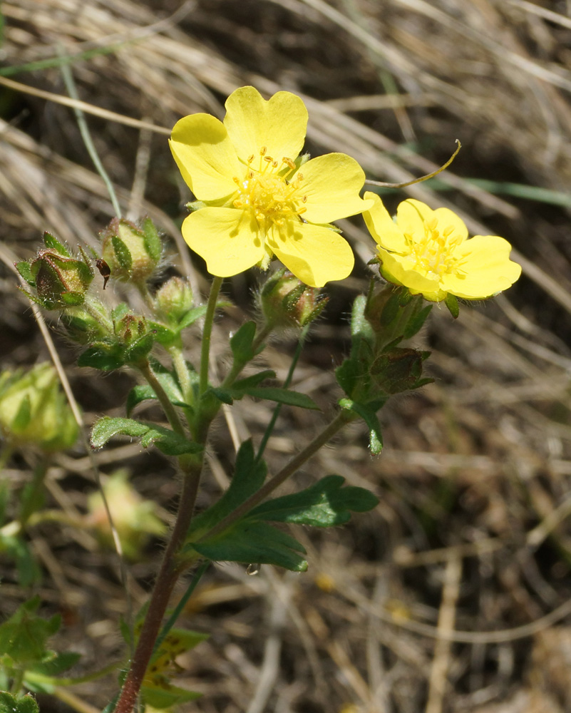 Image of Potentilla humifusa specimen.