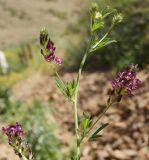 Medicago sativa