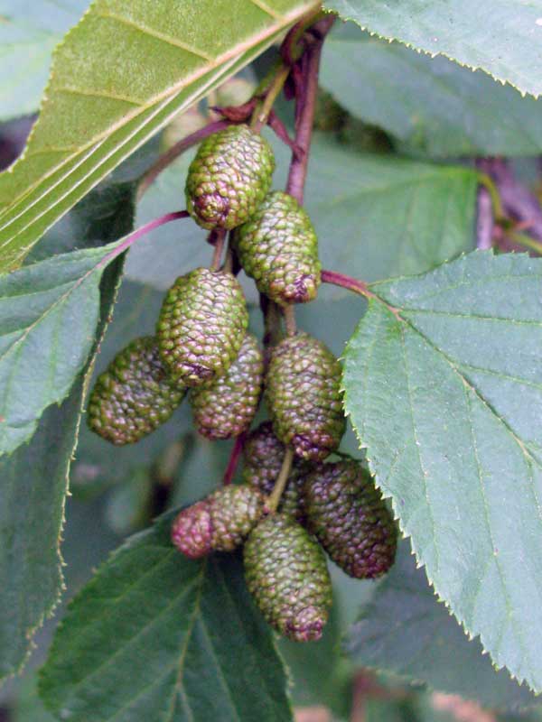 Image of Duschekia fruticosa specimen.