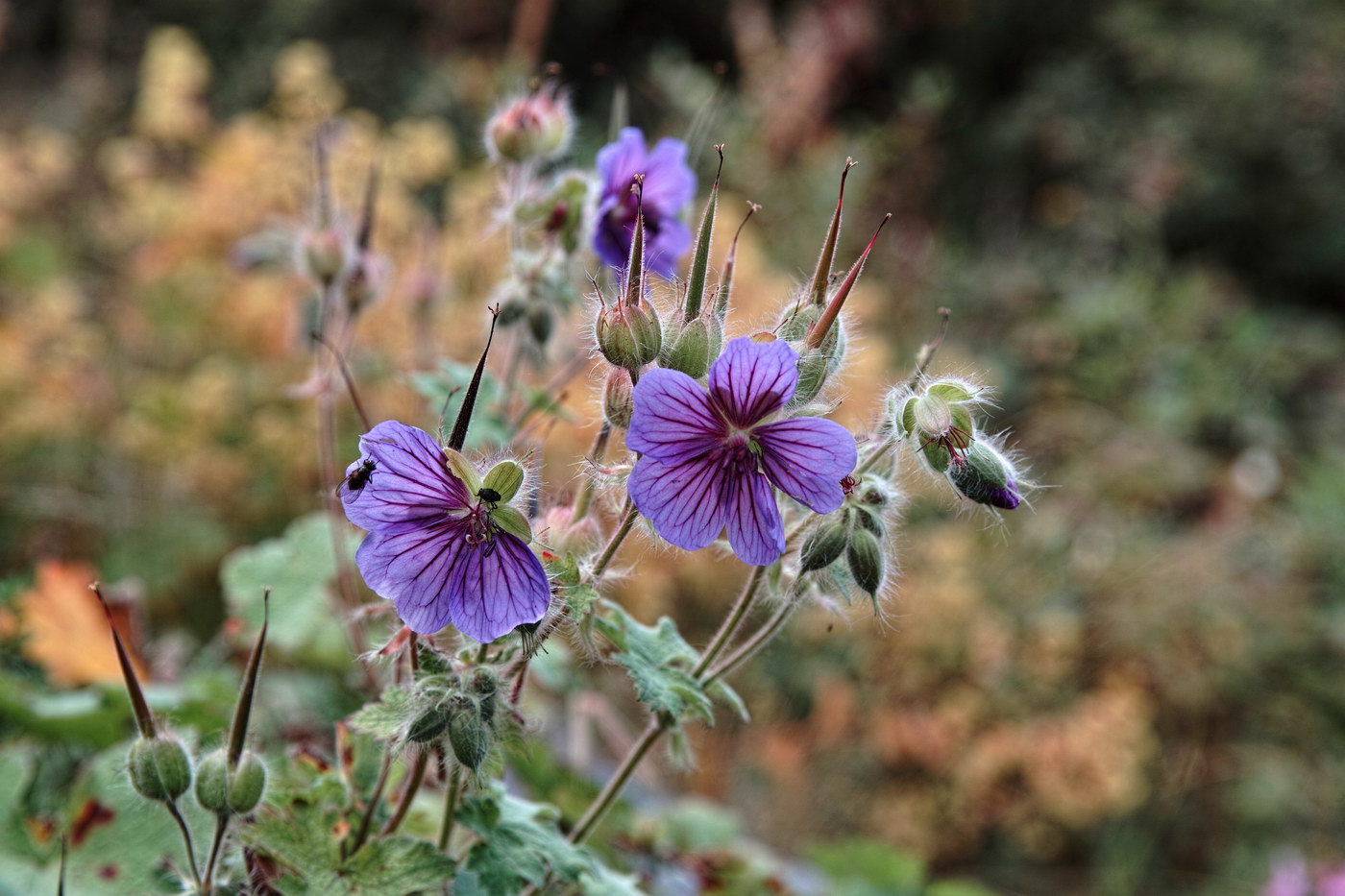 Image of Geranium renardii specimen.