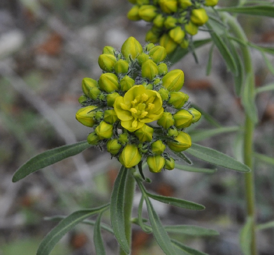 Image of Haplophyllum coronatum specimen.