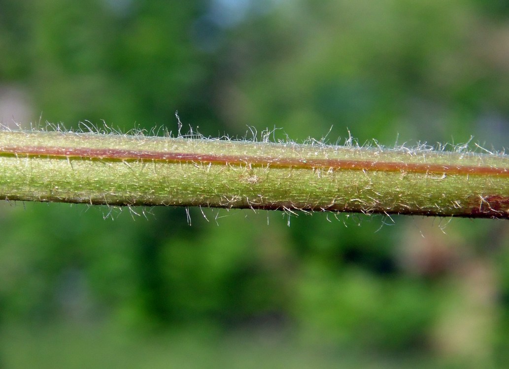 Изображение особи Geum urbanum.