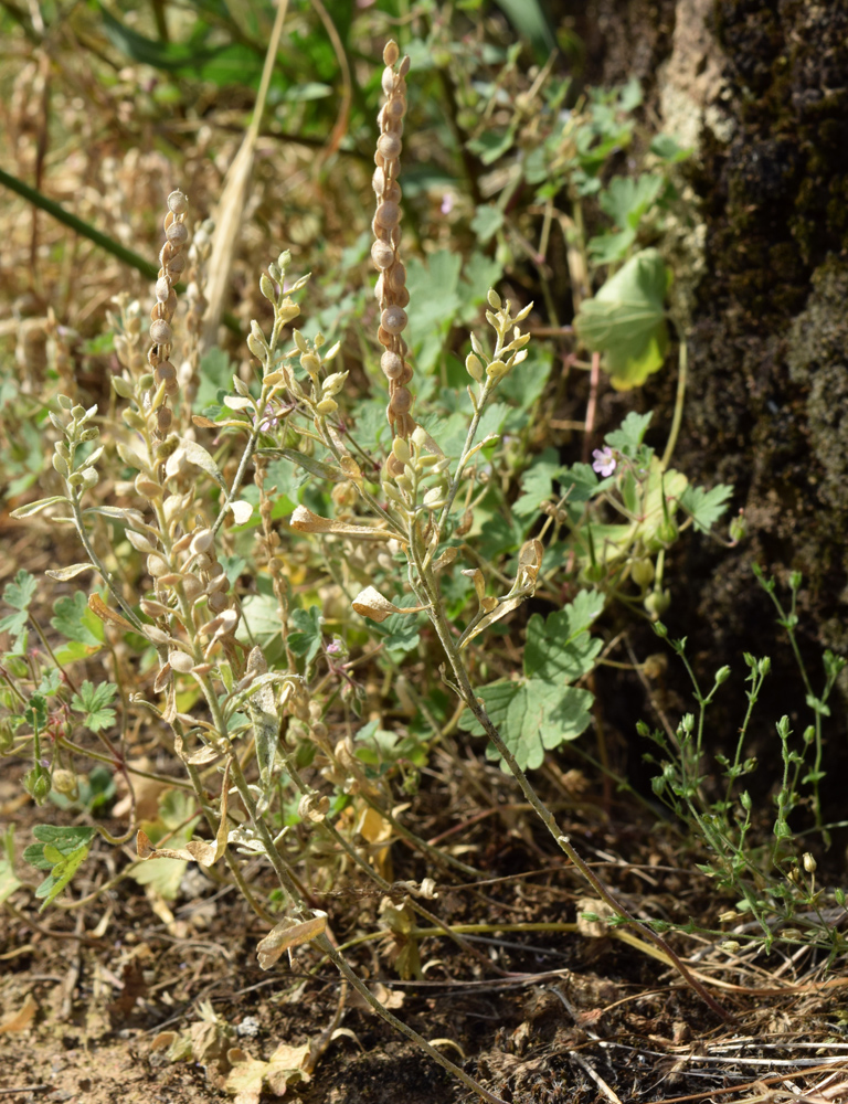 Изображение особи Alyssum stenostachyum.