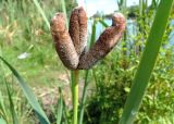 Typha latifolia. Аномальное соплодие. Москва, Новогиреево, Б. Перовский пруд, берег пруда. 11.08.2015.