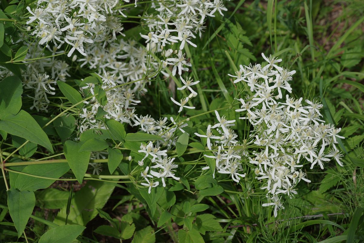 Изображение особи Clematis recta.