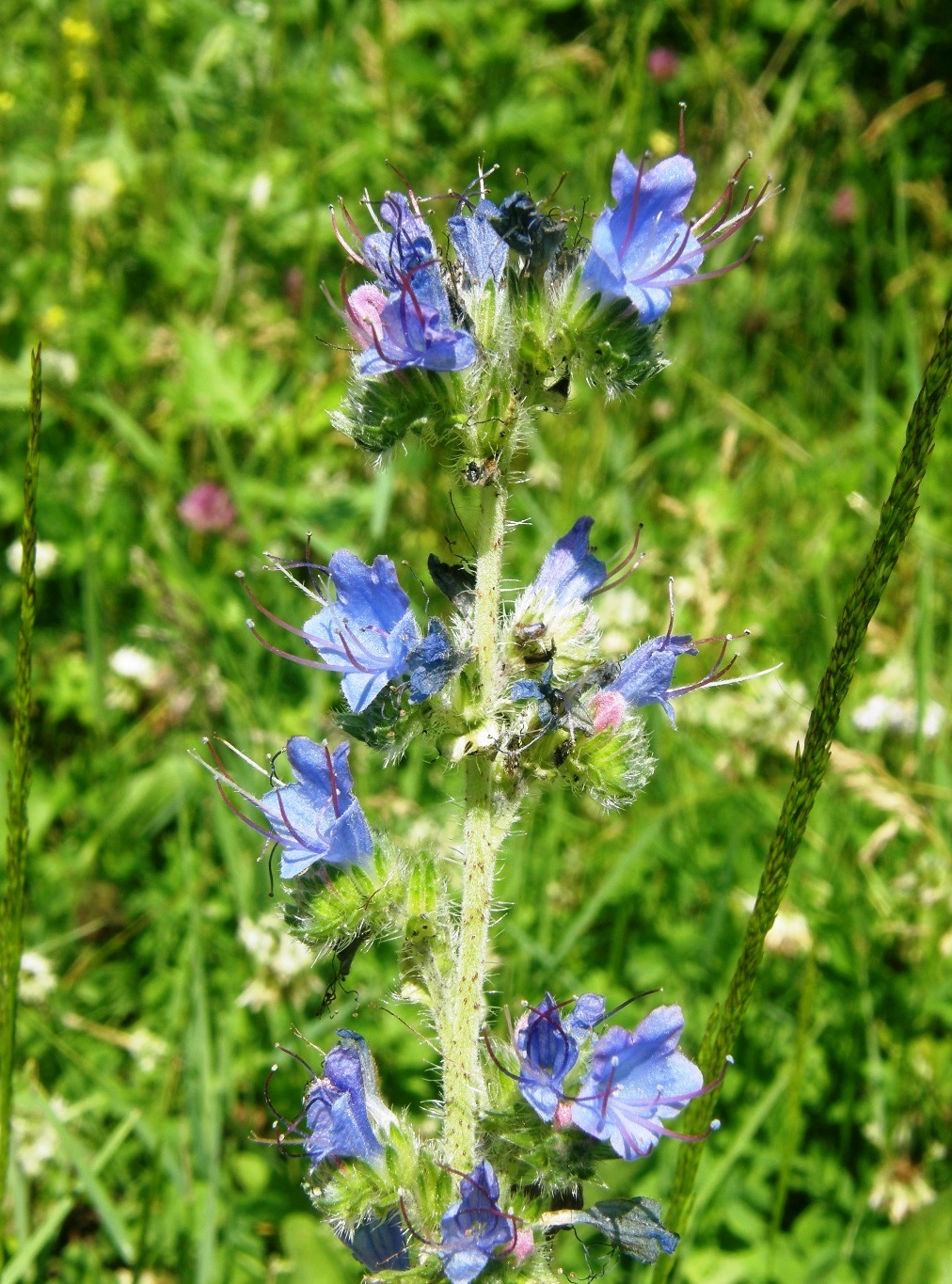 Изображение особи Echium vulgare.