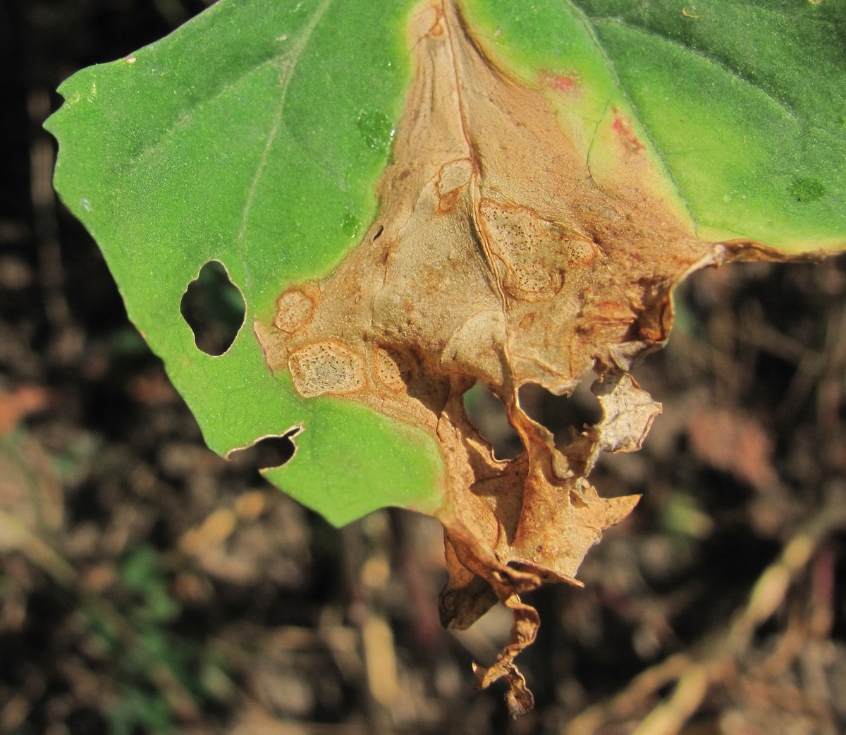 Image of Chenopodium album specimen.