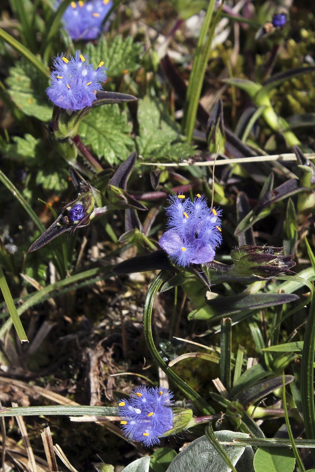 Image of Cyanotis vaga specimen.