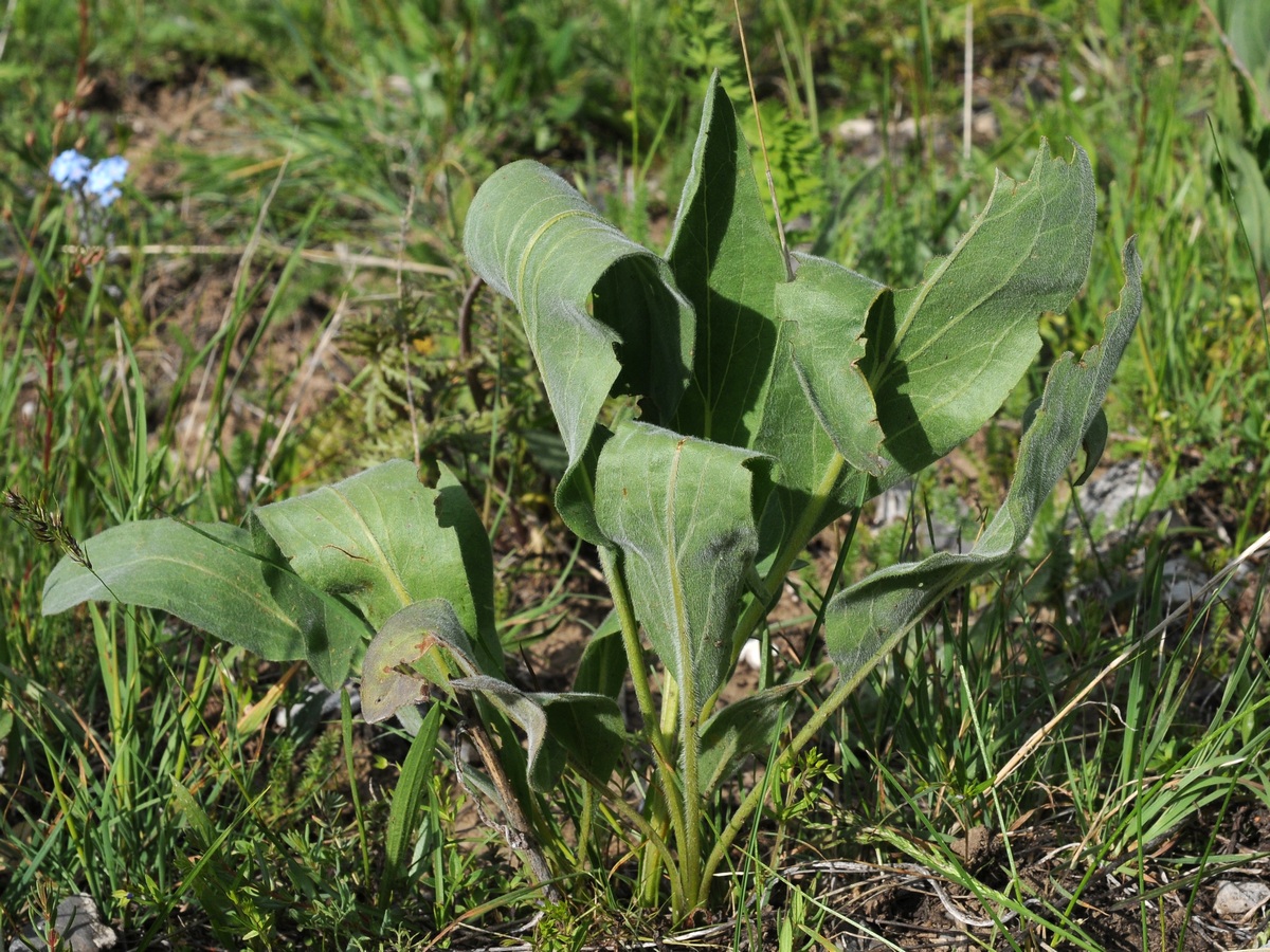 Image of Rindera oblongifolia specimen.