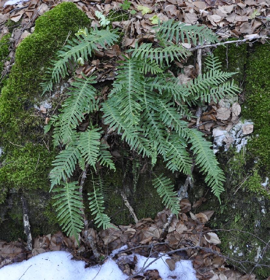 Image of Polypodium interjectum specimen.