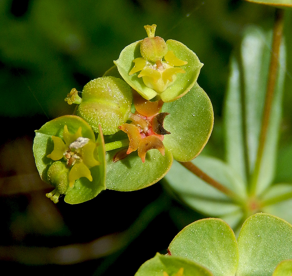 Image of Euphorbia subtilis specimen.