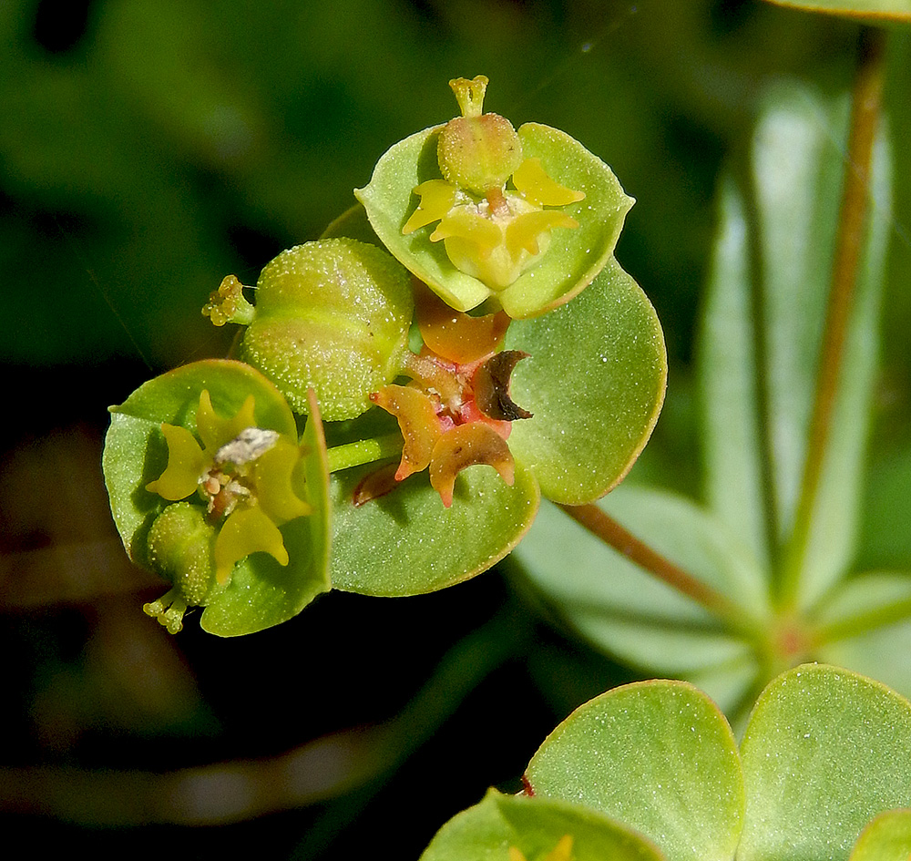 Изображение особи Euphorbia subtilis.