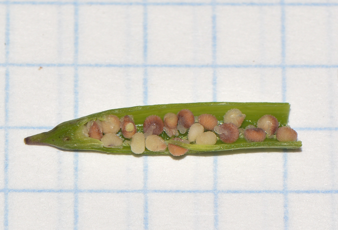 Image of Cleome rutidosperma specimen.